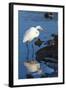 Lake Murray. San Diego, California. a Great Egret Prowling the Shore-Michael Qualls-Framed Photographic Print