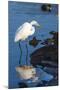 Lake Murray. San Diego, California. a Great Egret Prowling the Shore-Michael Qualls-Mounted Photographic Print