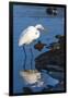 Lake Murray. San Diego, California. a Great Egret Prowling the Shore-Michael Qualls-Framed Photographic Print