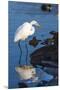 Lake Murray. San Diego, California. a Great Egret Prowling the Shore-Michael Qualls-Mounted Premium Photographic Print