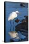 Lake Murray. San Diego, California. a Great Egret Prowling the Shore-Michael Qualls-Framed Stretched Canvas