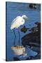 Lake Murray. San Diego, California. a Great Egret Prowling the Shore-Michael Qualls-Stretched Canvas