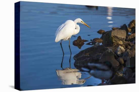 Lake Murray. San Diego, California. a Great Egret Prowling the Shore-Michael Qualls-Stretched Canvas