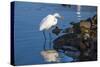Lake Murray. San Diego, California. a Great Egret Prowling the Shore-Michael Qualls-Stretched Canvas