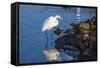 Lake Murray. San Diego, California. a Great Egret Prowling the Shore-Michael Qualls-Framed Stretched Canvas