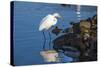 Lake Murray. San Diego, California. a Great Egret Prowling the Shore-Michael Qualls-Stretched Canvas