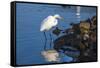 Lake Murray. San Diego, California. a Great Egret Prowling the Shore-Michael Qualls-Framed Stretched Canvas