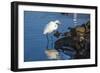 Lake Murray. San Diego, California. a Great Egret Prowling the Shore-Michael Qualls-Framed Photographic Print