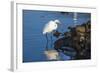 Lake Murray. San Diego, California. a Great Egret Prowling the Shore-Michael Qualls-Framed Photographic Print