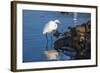 Lake Murray. San Diego, California. a Great Egret Prowling the Shore-Michael Qualls-Framed Photographic Print