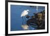 Lake Murray. San Diego, California. a Great Egret Prowling the Shore-Michael Qualls-Framed Photographic Print