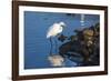 Lake Murray. San Diego, California. a Great Egret Prowling the Shore-Michael Qualls-Framed Photographic Print