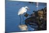 Lake Murray. San Diego, California. a Great Egret Prowling the Shore-Michael Qualls-Mounted Photographic Print