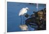 Lake Murray. San Diego, California. a Great Egret Prowling the Shore-Michael Qualls-Framed Photographic Print