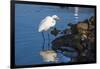 Lake Murray. San Diego, California. a Great Egret Prowling the Shore-Michael Qualls-Framed Photographic Print