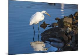 Lake Murray. San Diego, California. a Great Egret Prowling the Shore-Michael Qualls-Mounted Premium Photographic Print