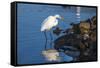 Lake Murray. San Diego, California. a Great Egret Prowling the Shore-Michael Qualls-Framed Stretched Canvas