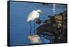Lake Murray. San Diego, California. a Great Egret Prowling the Shore-Michael Qualls-Framed Stretched Canvas
