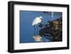 Lake Murray. San Diego, California. a Great Egret Prowling the Shore-Michael Qualls-Framed Photographic Print