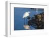 Lake Murray. San Diego, California. a Great Egret Prowling the Shore-Michael Qualls-Framed Photographic Print