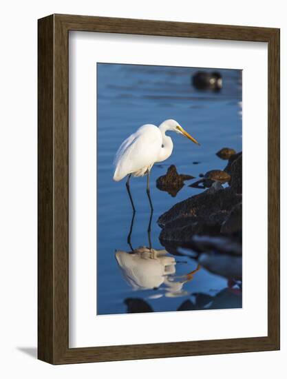 Lake Murray. San Diego, California. a Great Egret Prowling the Shore-Michael Qualls-Framed Photographic Print