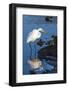 Lake Murray. San Diego, California. a Great Egret Prowling the Shore-Michael Qualls-Framed Photographic Print