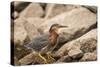 Lake Murray. San Diego, California. a Green Heron-Michael Qualls-Stretched Canvas