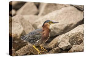 Lake Murray. San Diego, California. a Green Heron-Michael Qualls-Stretched Canvas