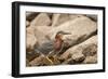 Lake Murray. San Diego, California. a Green Heron-Michael Qualls-Framed Photographic Print