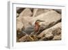 Lake Murray. San Diego, California. a Green Heron-Michael Qualls-Framed Photographic Print