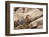 Lake Murray. San Diego, California. a Green Heron-Michael Qualls-Framed Photographic Print