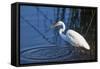 Lake Murray, San Diego, California. Great Egret with Crayfish Catch-Michael Qualls-Framed Stretched Canvas