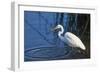 Lake Murray, San Diego, California. Great Egret with Crayfish Catch-Michael Qualls-Framed Photographic Print