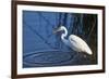 Lake Murray, San Diego, California. Great Egret with Crayfish Catch-Michael Qualls-Framed Photographic Print