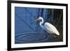 Lake Murray, San Diego, California. Great Egret with Crayfish Catch-Michael Qualls-Framed Photographic Print