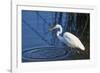 Lake Murray, San Diego, California. Great Egret with Crayfish Catch-Michael Qualls-Framed Photographic Print