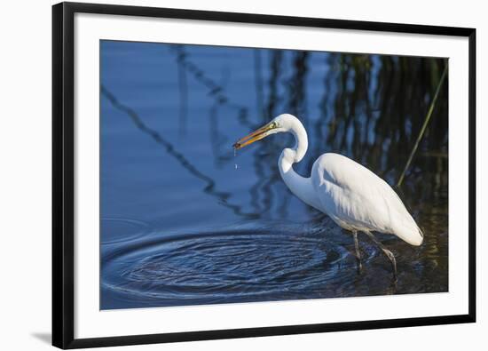 Lake Murray, San Diego, California. Great Egret with Crayfish Catch-Michael Qualls-Framed Photographic Print