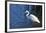 Lake Murray, San Diego, California. Great Egret with Crayfish Catch-Michael Qualls-Framed Photographic Print