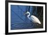 Lake Murray, San Diego, California. Great Egret with Crayfish Catch-Michael Qualls-Framed Photographic Print