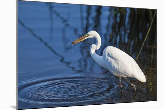 Lake Murray, San Diego, California. Great Egret with Crayfish Catch-Michael Qualls-Mounted Photographic Print