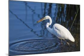 Lake Murray, San Diego, California. Great Egret with Crayfish Catch-Michael Qualls-Mounted Photographic Print