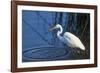 Lake Murray, San Diego, California. Great Egret with Crayfish Catch-Michael Qualls-Framed Photographic Print