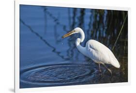 Lake Murray, San Diego, California. Great Egret with Crayfish Catch-Michael Qualls-Framed Photographic Print