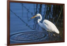 Lake Murray, San Diego, California. Great Egret with Crayfish Catch-Michael Qualls-Framed Photographic Print