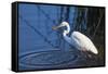 Lake Murray, San Diego, California. Great Egret with Crayfish Catch-Michael Qualls-Framed Stretched Canvas