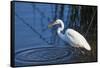 Lake Murray, San Diego, California. Great Egret with Crayfish Catch-Michael Qualls-Framed Stretched Canvas