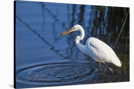 Lake Murray, San Diego, California. Great Egret with Crayfish Catch-Michael Qualls-Stretched Canvas