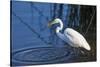 Lake Murray, San Diego, California. Great Egret with Crayfish Catch-Michael Qualls-Stretched Canvas