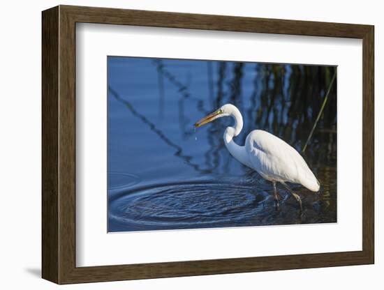 Lake Murray, San Diego, California. Great Egret with Crayfish Catch-Michael Qualls-Framed Photographic Print