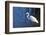 Lake Murray, San Diego, California. Great Egret with Crayfish Catch-Michael Qualls-Framed Photographic Print